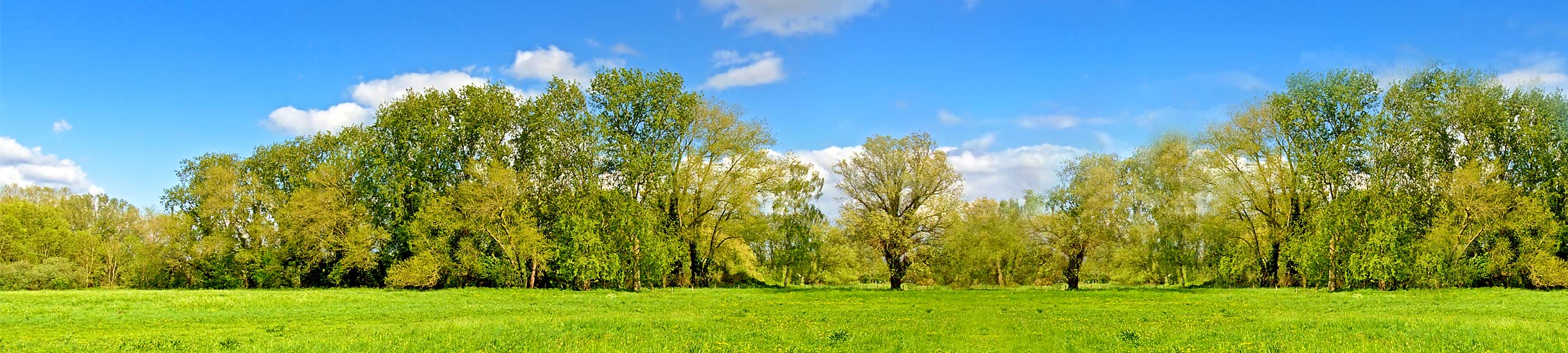 Natuur en Bos